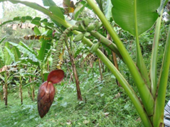 Male Flower and Fruit1